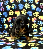 Elvis AKC wirehair, a male Miniature Dachshund for sale in Cambridge City, IN – Photo 8 of 9