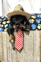 Elvis AKC wirehair, a male Miniature Dachshund for sale in Cambridge City, IN – Photo 1 of 9