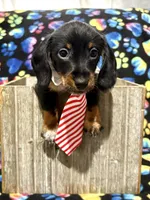 Elvis AKC wirehair, a male Miniature Dachshund for sale in Cambridge City, IN – Photo 3 of 9