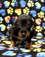 Elvis AKC wirehair, a male Miniature Dachshund for sale in Cambridge City, IN – Photo 2 of 9