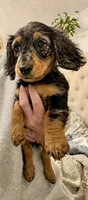 Nova, a female Miniature Dachshund for sale in Cambridge City, IN – 3 of 4
