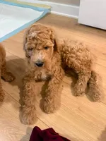 Carly, a female Poodle - Standard  for sale in Rosharon, TX – 2 of 2