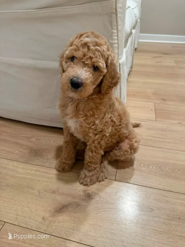 Carly – Poodle - Standard  puppy for sale in Rosharon, TX