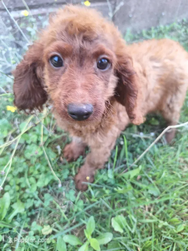 Cameron – Cavapoo puppy for sale in Salem, KY