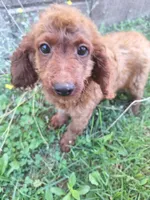 Cameron, a male Cavapoo for sale in Salem, KY – 1 of 1