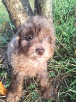 Keith, a male Poodle - Toy  for sale in Salem, KY – 1 of 1
