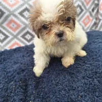 Sally, a female Shihpoo for sale in Salem, KY – 1 of 1