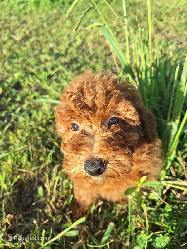 Micky – Poodle - Miniature  puppy for sale in Salem, KY