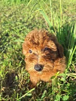 Micky, a male Poodle - Miniature  for sale in Salem, KY – 1 of 1