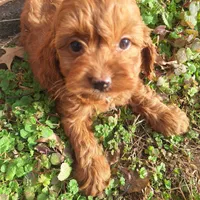 Carla, a female Cockapoo for sale in Salem, KY – 1 of 1
