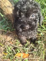 Timmy, a male Poodle - Toy  for sale in Salem, KY – 1 of 1