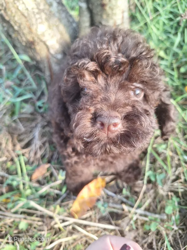 Kevin – Poodle - Toy  puppy for sale in Salem, KY
