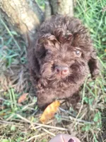 Kevin, a male Poodle - Toy  for sale in Salem, KY – 1 of 1
