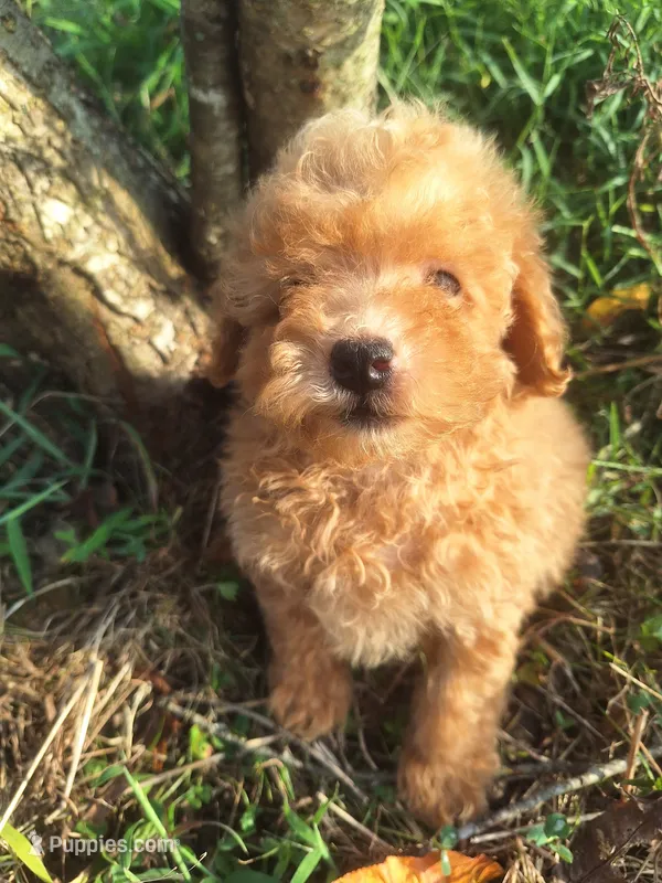 Tommy – Poodle - Toy  puppy for sale in Salem, KY