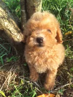 Tommy, a male Poodle - Toy  for sale in Salem, KY – 1 of 1