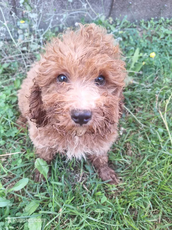 Camden – Cavapoo puppy for sale in Salem, KY