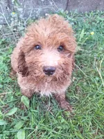 Camden, a male Cavapoo for sale in Salem, KY – 1 of 1