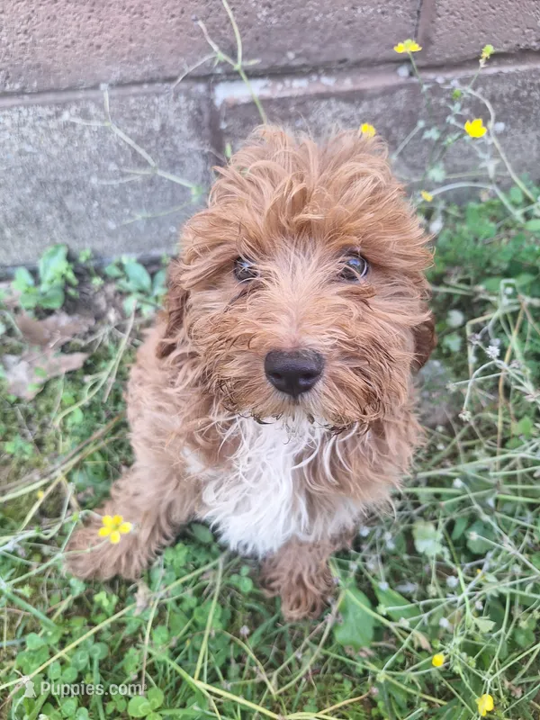 Corbin – Cavapoo puppy for sale in Salem, KY