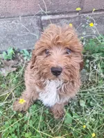 Corbin, a male Cavapoo for sale in Salem, KY – 1 of 1