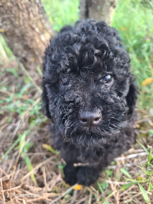 Tamera – Poodle - Toy  puppy for sale in Salem, KY