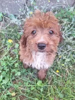 Carrie , a female Cavapoo for sale in Salem, KY – 1 of 1