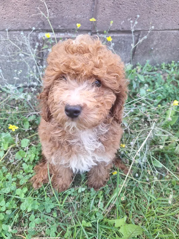 Cam – Cavapoo puppy for sale in Salem, KY