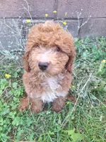 Cam, a male Cavapoo for sale in Salem, KY – 1 of 1
