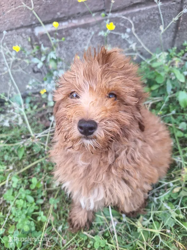 Curnel  – Cavapoo puppy for sale in Salem, KY
