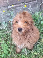 Curnel , a male Cavapoo for sale in Salem, KY – 1 of 1