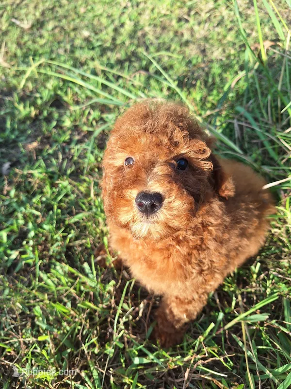 Marietta – Poodle - Miniature  puppy for sale in Salem, KY