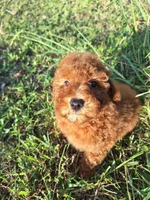 Marietta, a female Poodle - Miniature  for sale in Salem, KY – 1 of 1