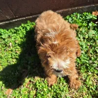 Ally, a male Cavapoo for sale in Salem, KY – 1 of 1