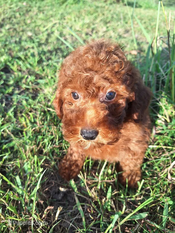 Marie – Poodle - Miniature  puppy for sale in Salem, KY