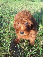 Marie, a female Poodle - Miniature  for sale in Salem, KY – 1 of 1