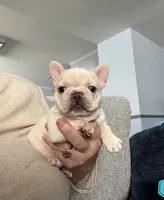 Bliss , a female French Bulldog for sale in Colorado Springs, CO – 2 of 3