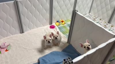 Bean , a female French Bulldog for sale in Colorado Springs, CO – 10 of 10