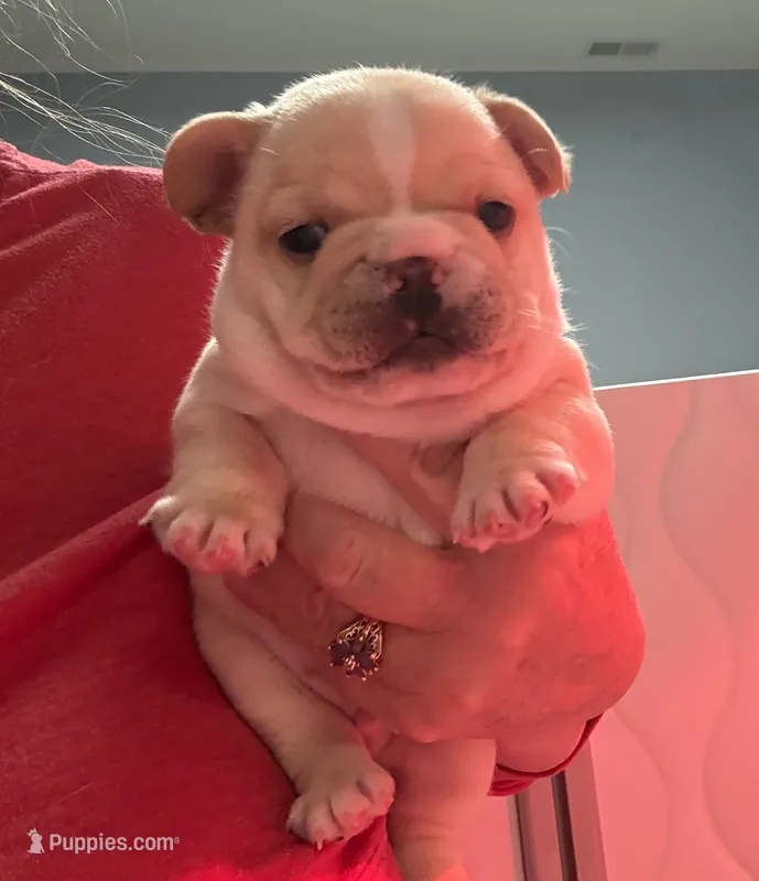 Pending Blaze  – French Bulldog puppy for sale in Colorado Springs, CO