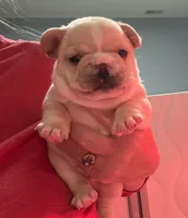 Pending Blaze , a male French Bulldog for sale in Colorado Springs, CO – 1 of 8