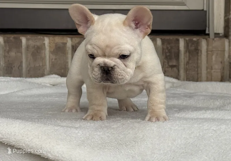 Bliss  – French Bulldog puppy for sale in Colorado Springs, CO