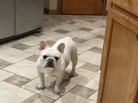  pending Bear, a male French Bulldog for sale in Colorado Springs, CO – 7 of 7
