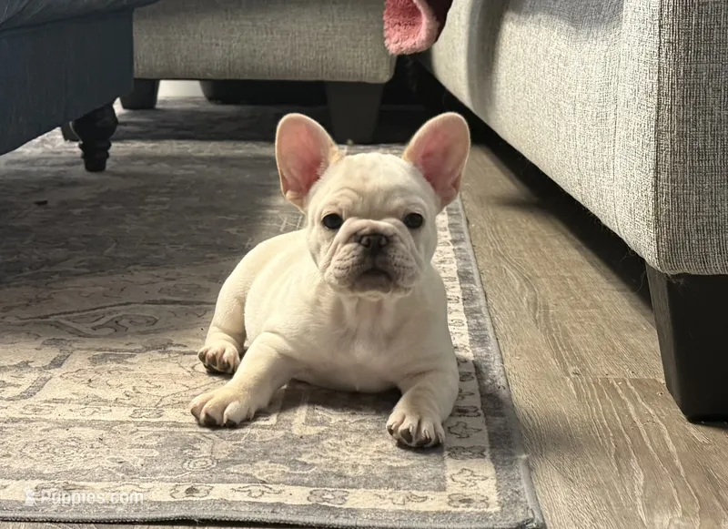 Bliss  – French Bulldog puppy for sale in Colorado Springs, CO