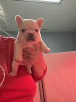  pending Bear, a male French Bulldog for sale in Colorado Springs, CO – 1 of 7