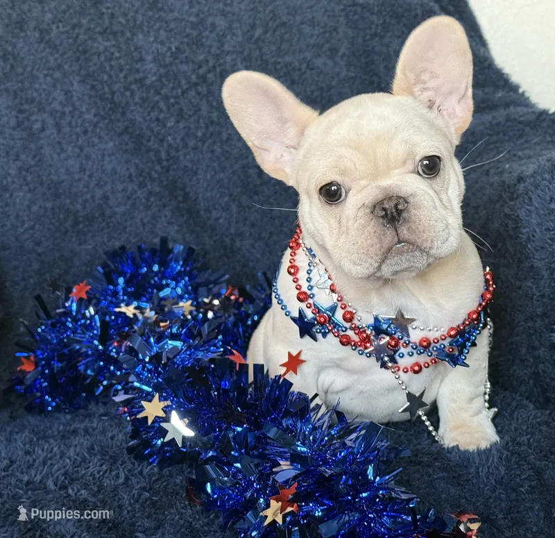 Bliss  – French Bulldog puppy for sale in Colorado Springs, CO