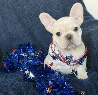 Bliss , a female French Bulldog for sale in Colorado Springs, CO – 1 of 10