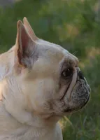 Bean , a female French Bulldog for sale in Colorado Springs, CO – Photo 3 of 6