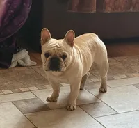 Bean , a female French Bulldog for sale in Colorado Springs, CO – Photo 4 of 6