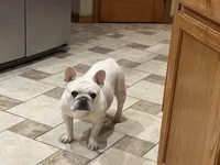 Bean , a female French Bulldog for sale in Colorado Springs, CO – Photo 6 of 6