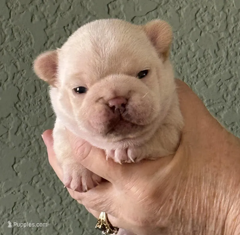 Bean  – French Bulldog puppy for sale in Colorado Springs, CO