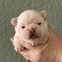 Bean , a female French Bulldog for sale in Colorado Springs, CO – Photo 2 of 6