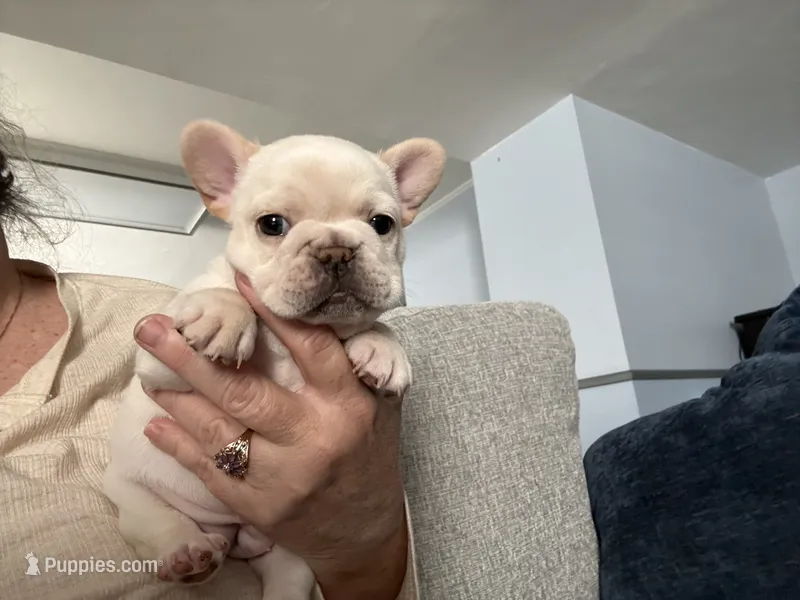Birdie – French Bulldog puppy for sale in Colorado Springs, CO